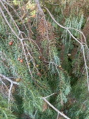 Picea breweriana