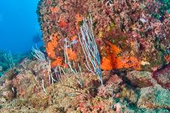 Eunicella singularis