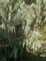 Picea breweriana