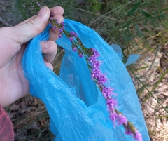 Liatris pilosa