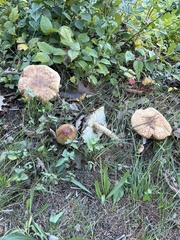 Russula foetens