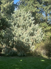Picea breweriana