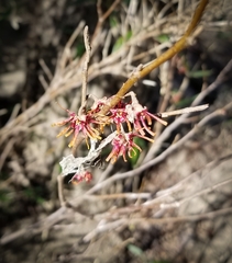 Hamamelis vernalis