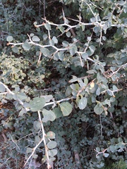 Ceanothus cordulatus