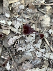 Tipularia discolor