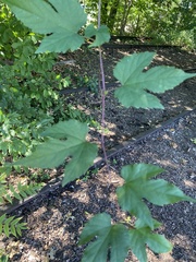 Ampelopsis glandulosa