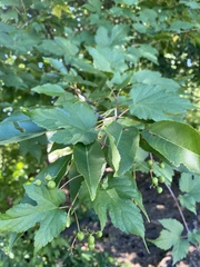 Ampelopsis glandulosa
