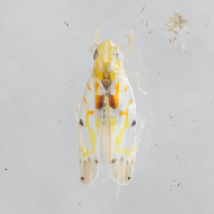 Erythroneura octonotata
