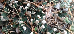 Peltigera malacea