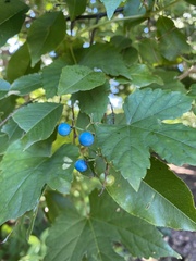 Ampelopsis glandulosa