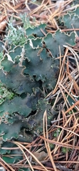 Peltigera malacea