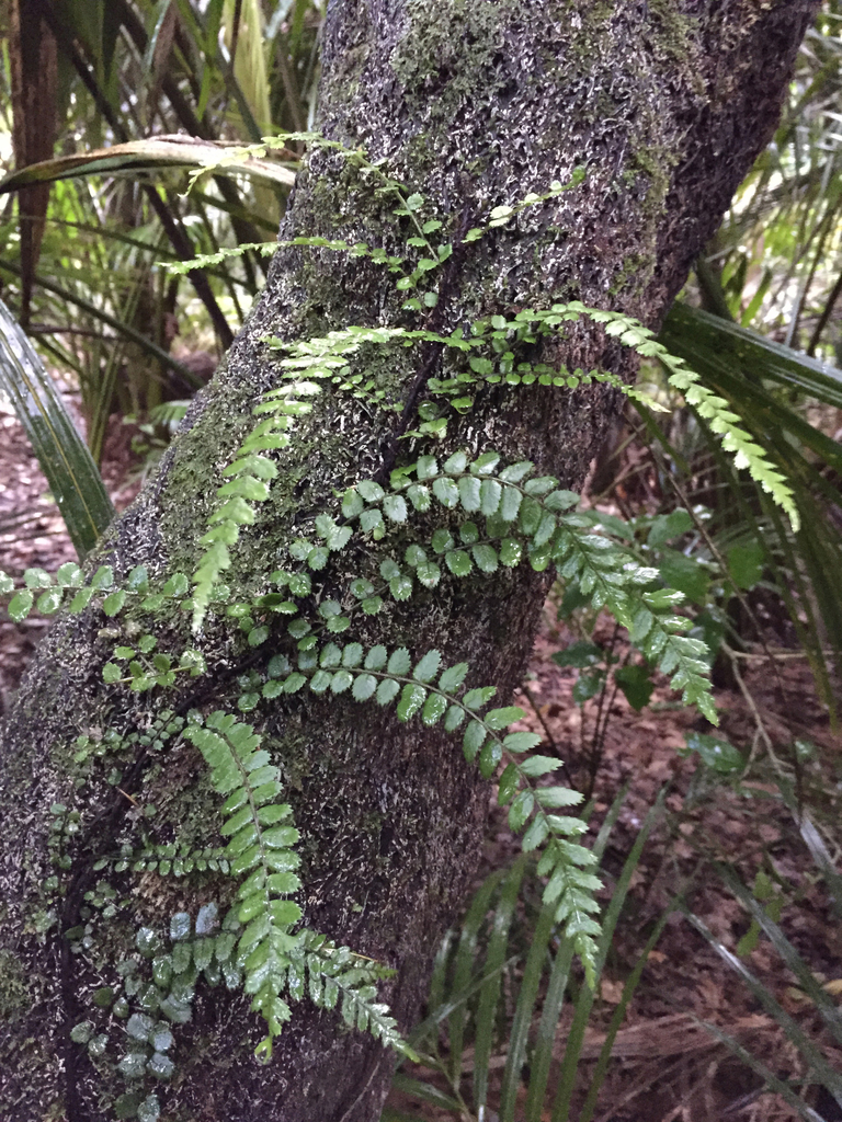 Thread Fern
