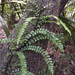 Thread Fern - Photo (c) David Hutchinson, some rights reserved (CC BY-NC), uploaded by David Hutchinson