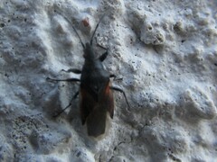 Oxycarenus lavaterae