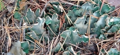 Peltigera malacea