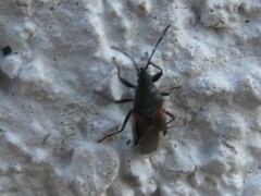 Oxycarenus lavaterae