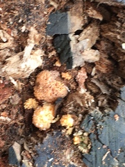 Sphaerobolus stellatus