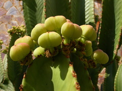 Euphorbia abyssinica