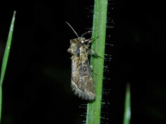 Manga melanodonta