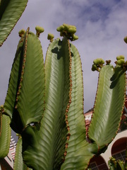 Euphorbia abyssinica