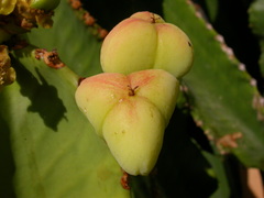 Euphorbia abyssinica