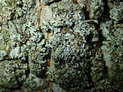 Phaeophyscia orbicularis