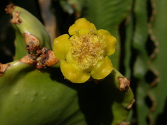 Euphorbia abyssinica