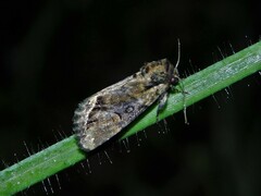 Manga melanodonta