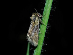 Manga melanodonta