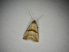 Hypenodes rectifascia