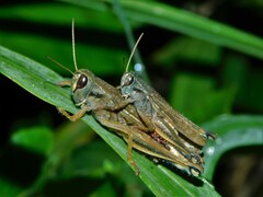 Eyprepocnemis plorans