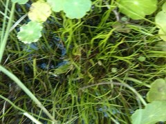 Pilularia globulifera