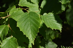 Corylus cornuta