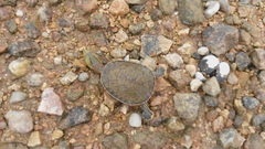 Phrynops geoffroanus