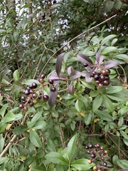 Ligustrum ovalifolium