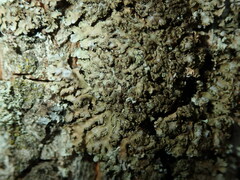 Physconia enteroxantha