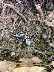 Ambystoma opacum
