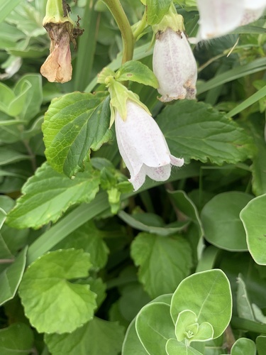 Campanula microdonta iNat (3)