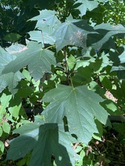 Acer