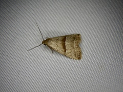 Hypenodes rectifascia