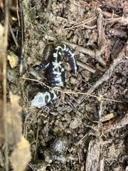 Ambystoma opacum