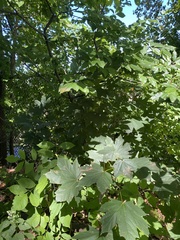 Acer