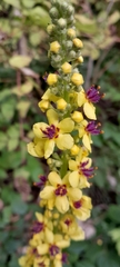 Verbascum nigrum