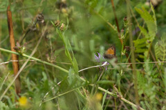 Hyponephele lycaon