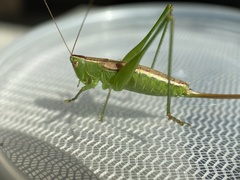 Conocephalus saltans