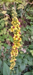 Verbascum nigrum