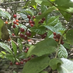 Psychotria nervosa