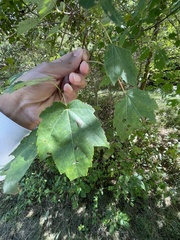Acer rubrum