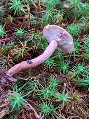 Lactarius fragilis
