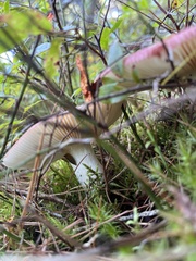 Russula emetica